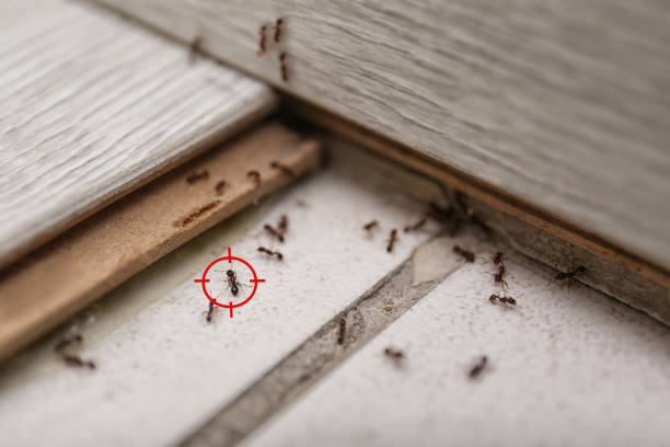 Best Wasp Removal Services  in Sundance, WY