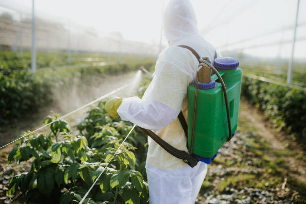 Wasp Removal Services in Sundance, WY